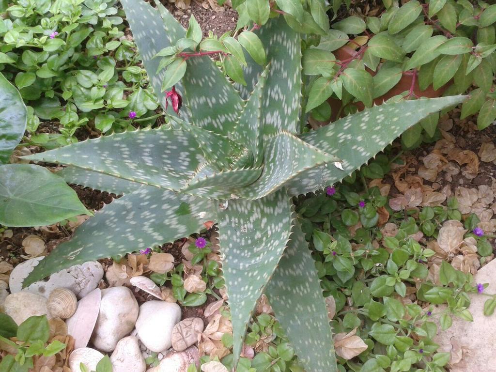 Apartment Cactus Donji Okrug  Exterior photo